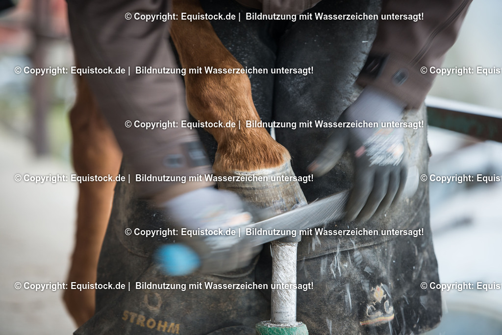 20150206_Hufschmied_0003 | equistock