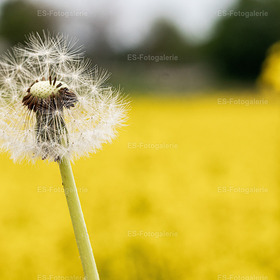 Pusteblume
