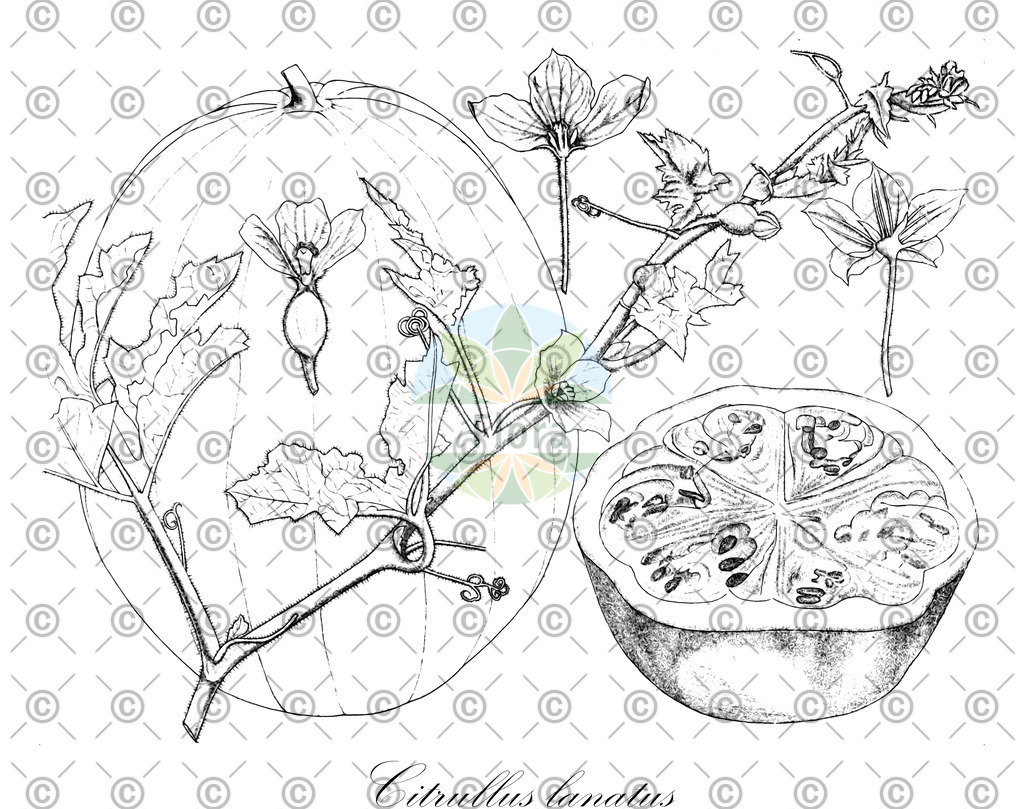 Histabb_WFO_wfo-0001133139_SRC_Koehler_1887_SIMPLE | Historische Abbildung von Citrullus lanatus - Cucurbitaceae | Historical Illustration of Citrullus lanatus - Cucurbitaceae (water melon;citron;watermelon;preserving melon;sandia)