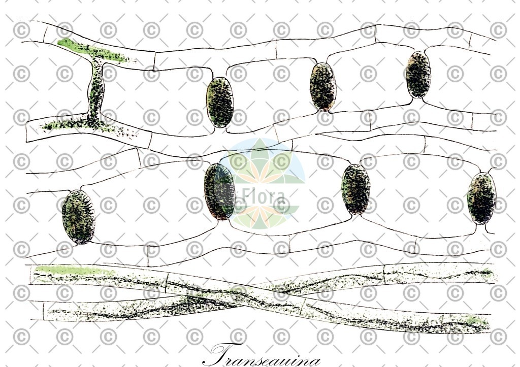 HistAbb_EMP_43342_SRC_Schlechtendal_FLORAD_SIMPLE | Historische Abbildung von Transeauina - Zygnemataceae (0) | Historical Illustration of Transeauina - Zygnemataceae (0)