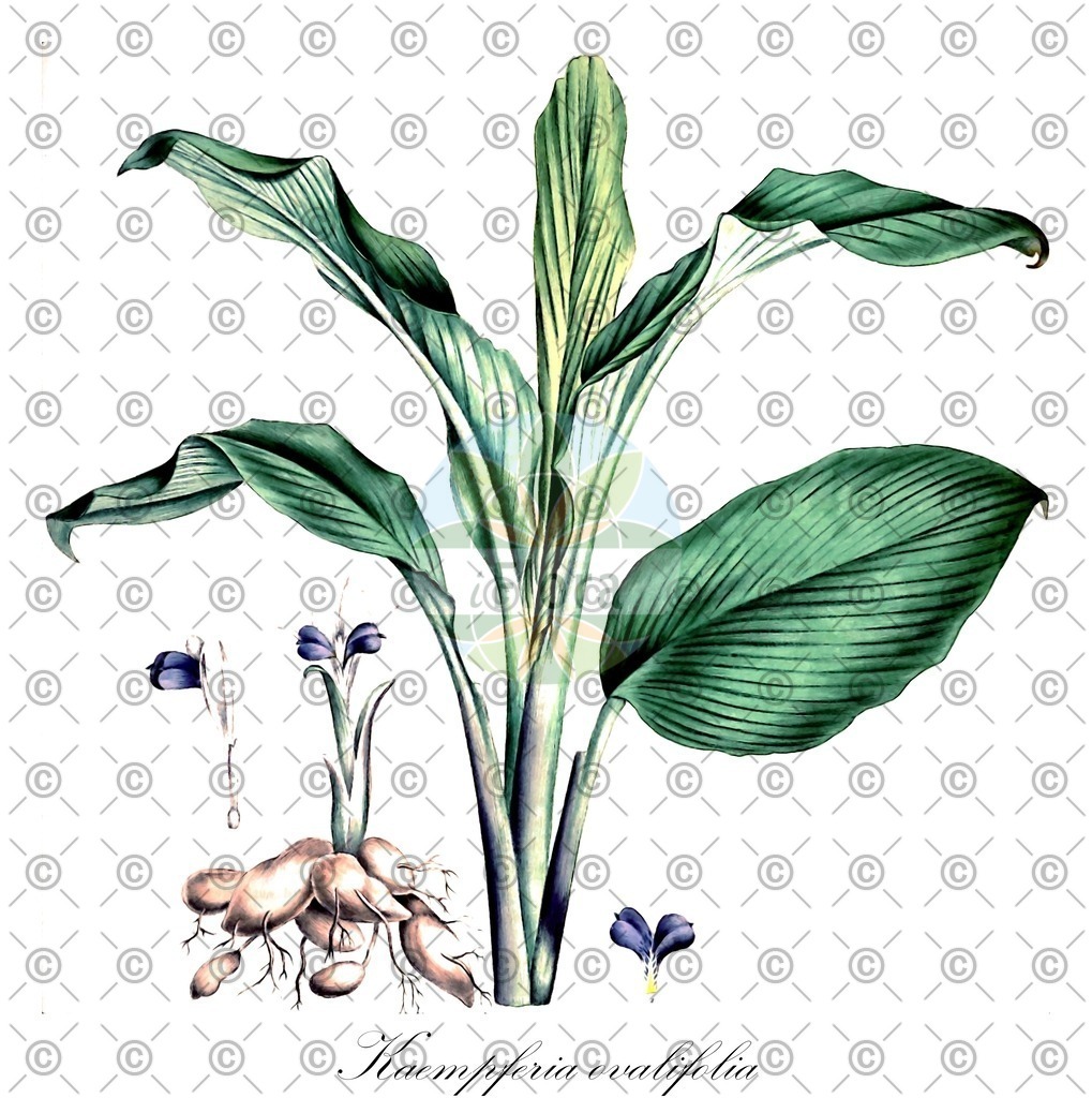 HistAbb_EMP_18110_1_SIMPLE | Historische Abbildung von Kaempferia ovalifolia - Zingiberaceae | Historical Illustration of Kaempferia ovalifolia - Zingiberaceae