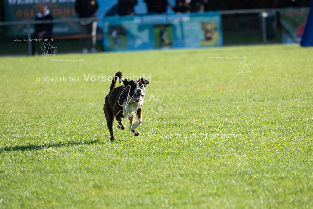_16A5078 | Einzigartige Fotos von Hunden & Menschen –Actionfotos, Portraits, Vereinsaufnahmen & Paarshootings – authentisch, lebendig & mit Herz.