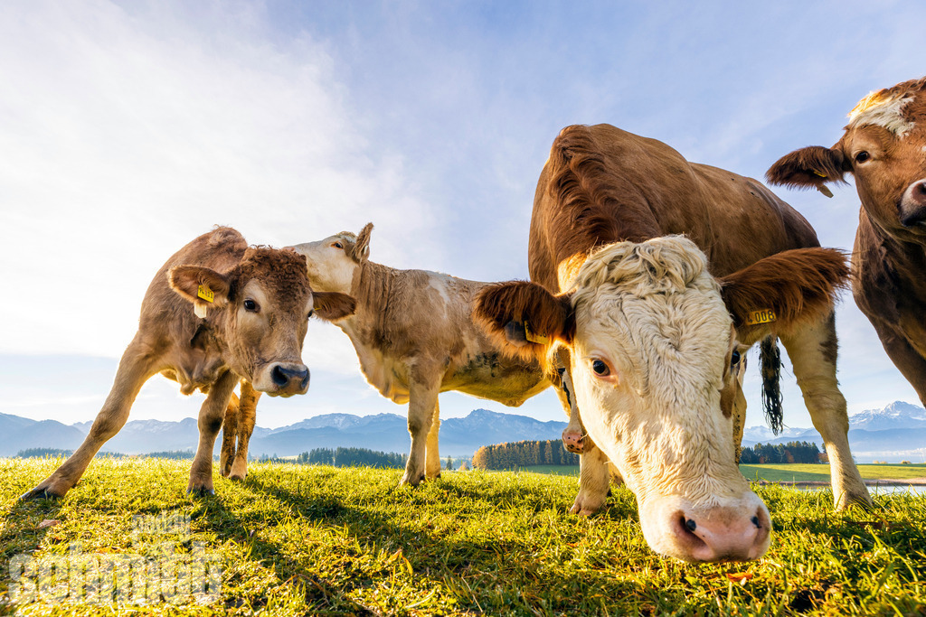 PS-Tiere-2026-82 | Entdecke die größte Bildgalerie der Region mit Fotografien aus dem Allgäu, der Bodenseeregion, Oberschwaben, dem Donautal und der Schwäbischen Alb. Landschaften, Luftaufnahmen und Reisefotografie als Wandbild und Fotokunst. - Realisiert mit Pictrs.com