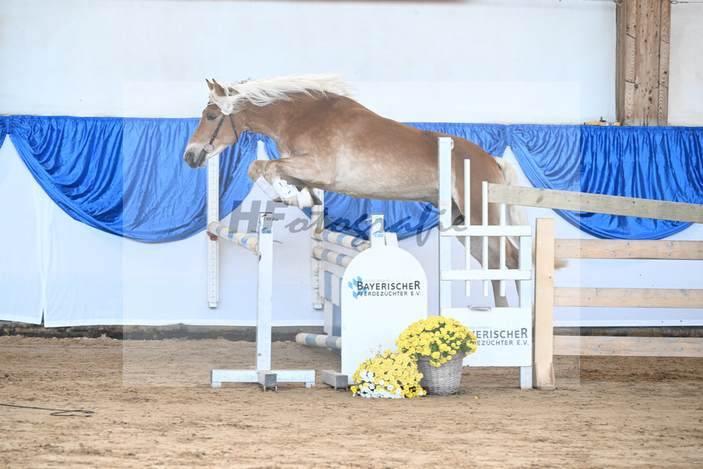 Kat-Nr. 2 nn v. Belantis_Haflingergestuet Meura_48250032 | hf-fotografie - Realisiert mit Pictrs.com