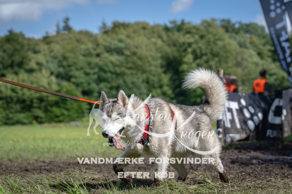 1510_ZZ91052 | kk-dogfotos