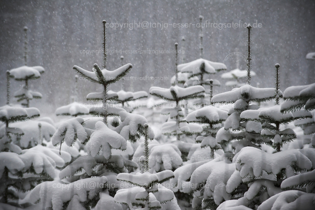 Dichter Schneefall auf eine Gruppe Tannen im Wald bei Brilon Nähe Petersborn | Weihnachtsbaum Schonung in Brilon, Richtung Petersborn. Dichter Schneefall fällt auf die Tannenbäume. 