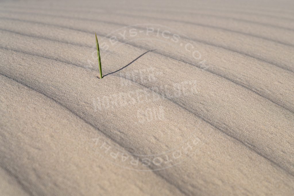 Grashalm im Sand | Dünenstruktur St. Peter-Ording