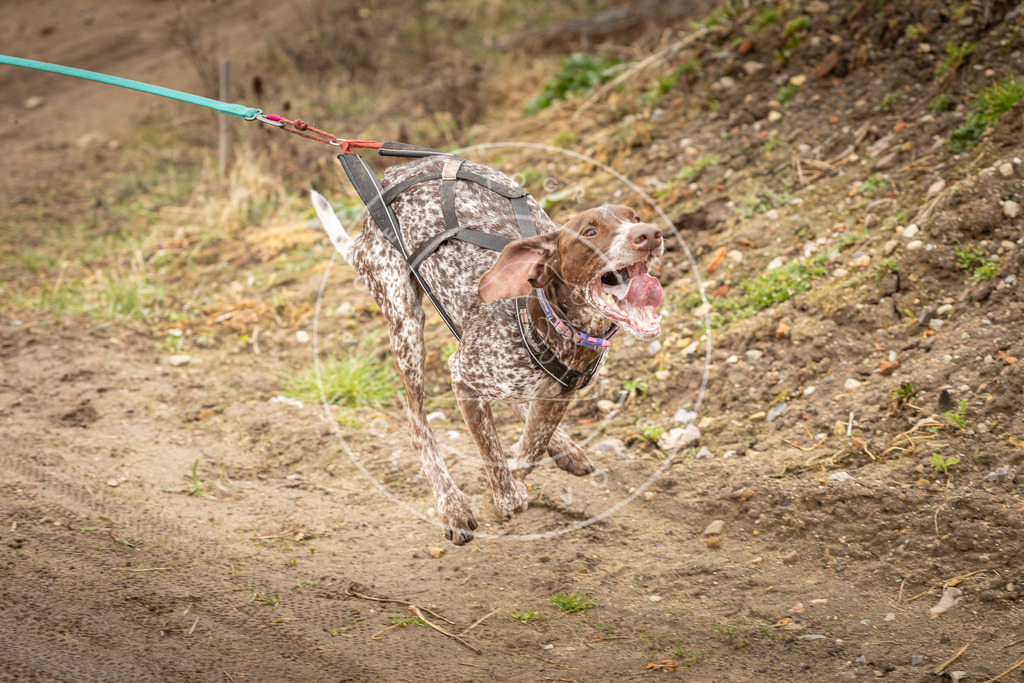 DV3A1342 | Hundefotografie, Tierfotograf, Pfotenfotografie, Fotoshooting Hund, Hunde Portrait, Hundesport, Hundeportraits, Heideshooting, Hunde, Sportfotograf, Hundefotograf, Turnierhundsport, THS,  - Realisiert mit Pictrs.com