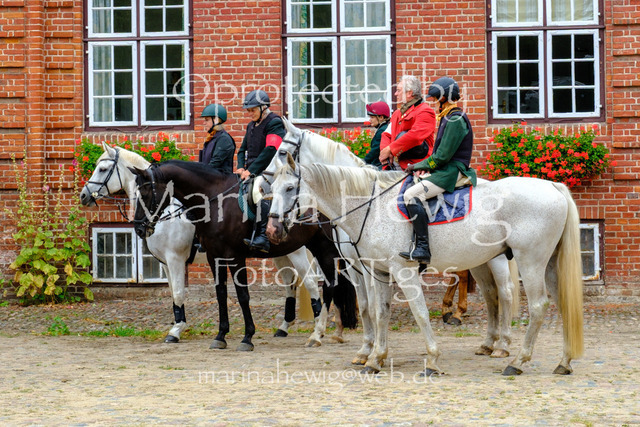 Jagd Knoop 26_MarinaHewigDSCF8687 | Fotografie, FotoArt, PferdesportArt, Pferdesportfotografie, Landschaftsfotografie, Reisefotografie, Reise, Pferde - Realisiert mit Pictrs.com