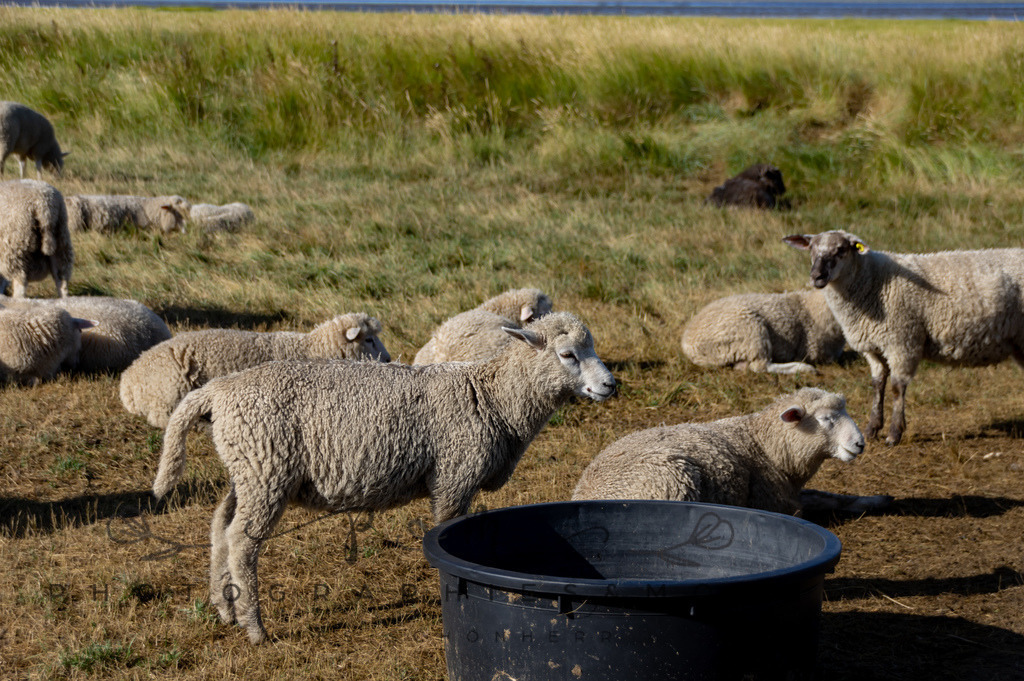 IMGP0314 | Nordseeinsel Mandö - Realisiert mit Pictrs.com
