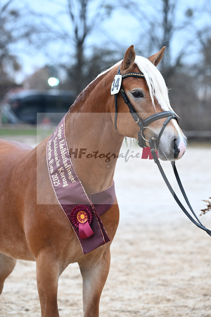 Kat-Nr. 34 nn v. Starino I_Grimminger_48251937 | hf-fotografie - Realisiert mit Pictrs.com