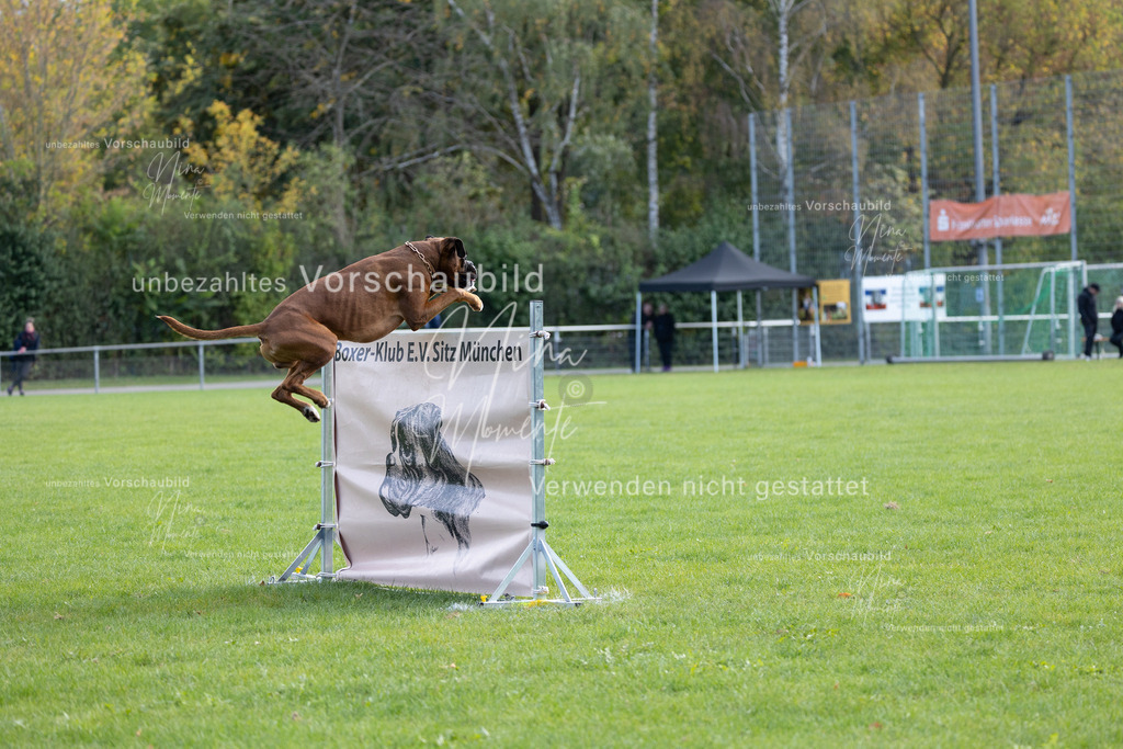 _16A6762 | Einzigartige Fotos von Hunden & Menschen –Actionfotos, Portraits, Vereinsaufnahmen & Paarshootings – authentisch, lebendig & mit Herz.