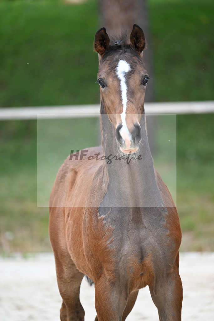 Kat-Nr. 33 HF Sebastino PS x Apache_Blessing_24260718 | hf-fotografie - Realisiert mit Pictrs.com