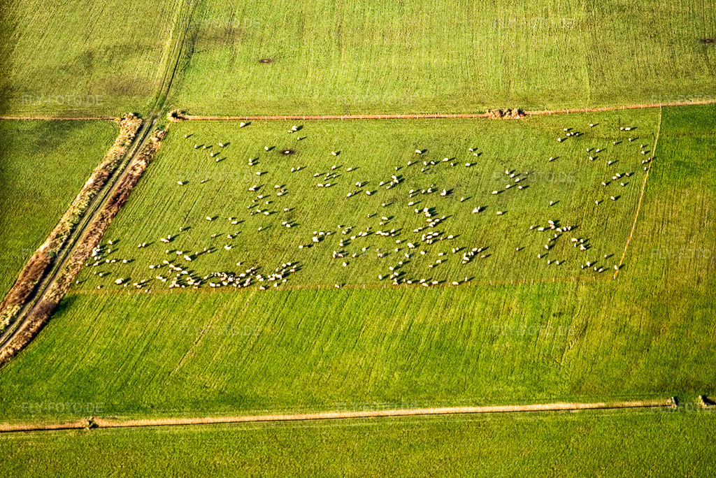 Luftbild: Schafweide in Offenbach an der Queich im Bundesland Rheinland-Pfalz in Deutschland. Foto: IMG_5035.jpg vom 17.12.2006 durch Werner Riehm/FLY-FOTO.de