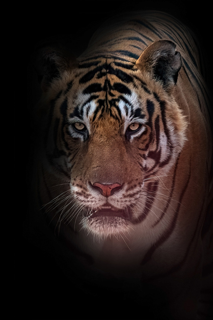 Tiger | Indien | wild’n free · authentic wildlife photography & premium xxl prints - Realisiert mit Pictrs.com