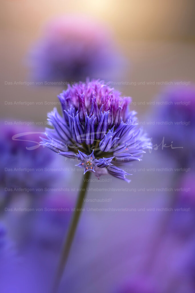 Schnittlauchblüte | Exklusive Naturfotografie für stilvolle Wanddekoration ★ Premium Wandbilder Made in Germany ✔️ FineArt Drucke & Downloads ✔️ Brillante Farben, höchste Qualität & weltweiter Versand ✔️ - Realisiert mit Pictrs.com