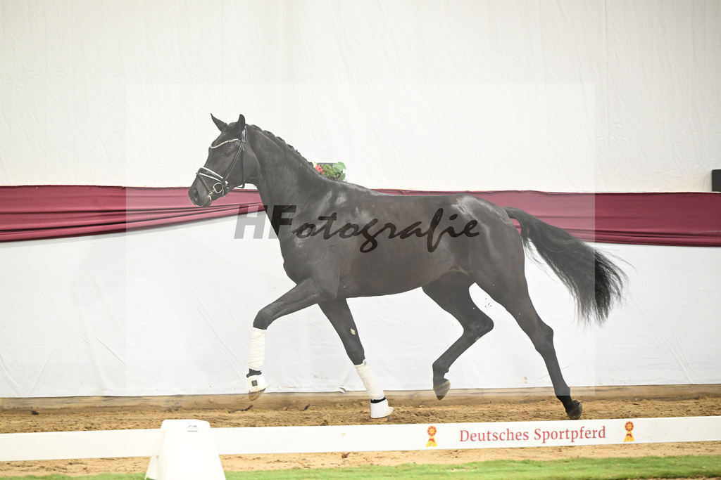 Kat-Nr. 56 Fair Deal x Fuerst Heinrich_Wilhelm u. Marvin Klausing GbR_47252092 | hf-fotografie - Realisiert mit Pictrs.com