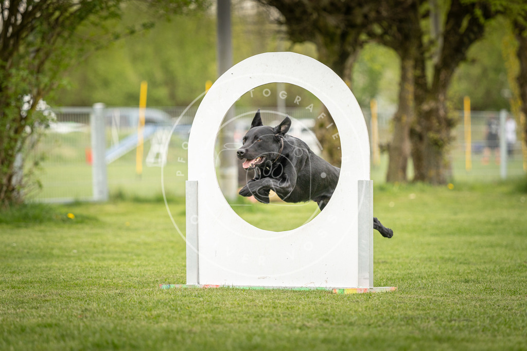 Pfotenfotografie_DV3A1636 | Hundefotografie, Tierfotograf, Pfotenfotografie, Fotoshooting Hund, Hunde Portrait, Hundesport, Hundeportraits, Heideshooting, Hunde, Sportfotograf, Hundefotograf, Turnierhundsport, THS,  - Realisiert mit Pictrs.com