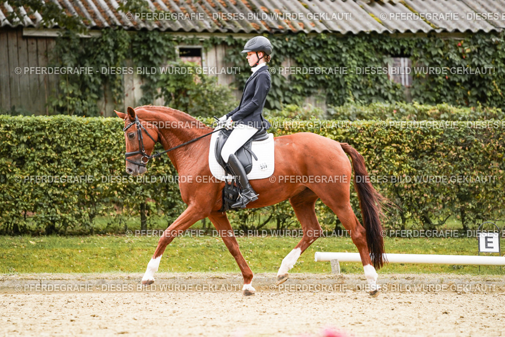 DSC07547 | Pferdegrafie