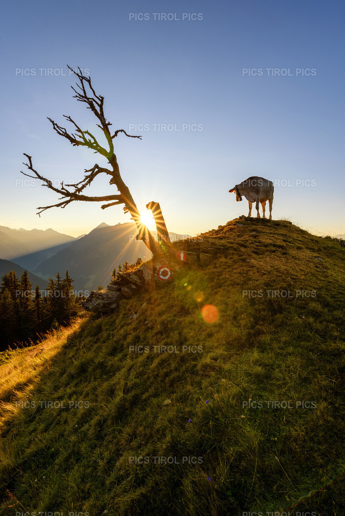 DSC_9321-Verbessert-RR-Bearbeitet | Tirolpics