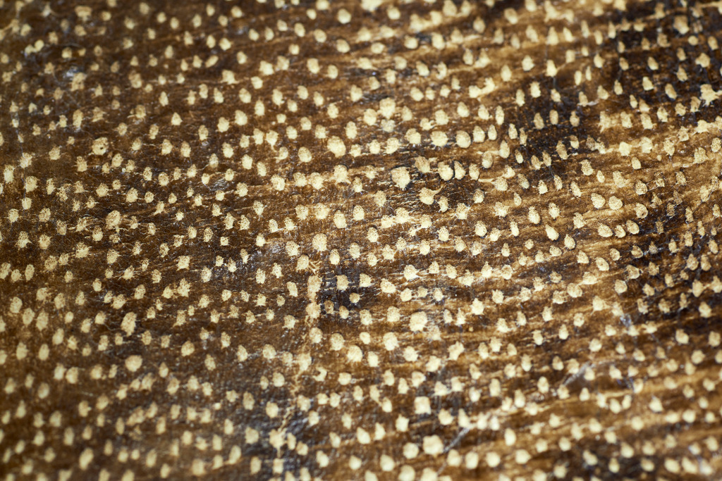 Yupitaze Fischtextil | Litschau, Austria - April 02, 2016: Yupitaze Fischtextil; getrocknetes Fischleder vom Seewolf. - Realisiert mit Pictrs.com