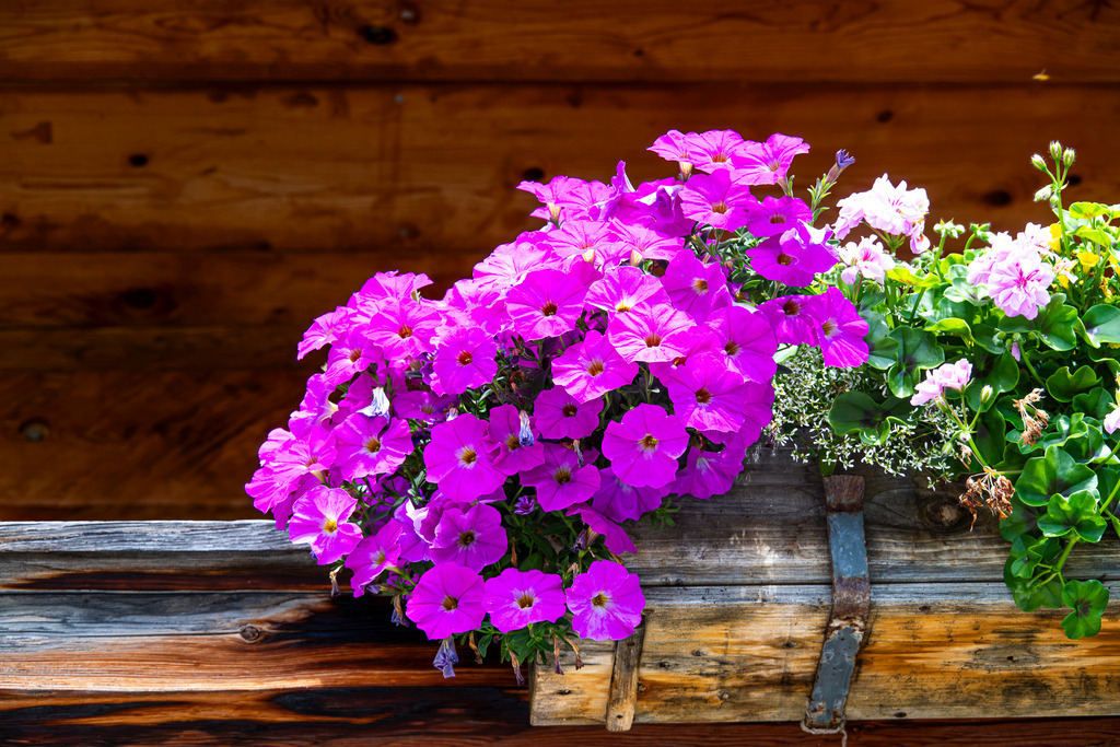 Sommerliche Blütenpracht am Holzbalkon | Strahlende Petunien in kräftigem Magenta und zartrosa Geranien verwandeln den urigen Balkonkasten aus Holz in ein lebendiges Farbenmeer. Das warme Sonnenlicht setzt die filigranen Blüten perfekt in Szene, während das naturbelassene Holz einer alpinen Hütte im Hintergrund eine gemütliche, ländliche Atmosphäre schafft. Eine idyllische Szenerie im Werdenfelser Land bei Garmisch-Partenkirchen, die die Unbeschwertheit und das sonnige Lebensgefühl eines perfekten Sommertages in den Alpen einfängt. - Realisiert mit Pictrs.com