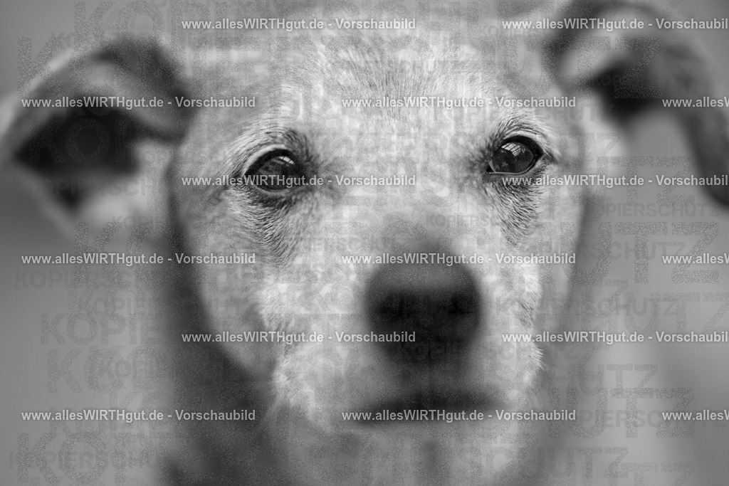@allesWIRTHgut_Tierfotografie - www.allesWIRTHgut.de - 7R503255 | Professionelle Tierfotografie in Mönchengladbach von Daniel Wirth (allesWIRTHgut). Liebevolle & natürliche Bilder von Hunden & Katzen für unvergessliche Erinnerungen.