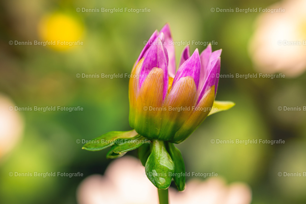 Flower 2 | Entdecken Sie Natur, Makro und Tierfotografie von Dennis Bergfeld.Besondere Momente und Details der Natur, hochwertig als Foto und Wandbild erhältlich. - Realisiert mit Pictrs.com