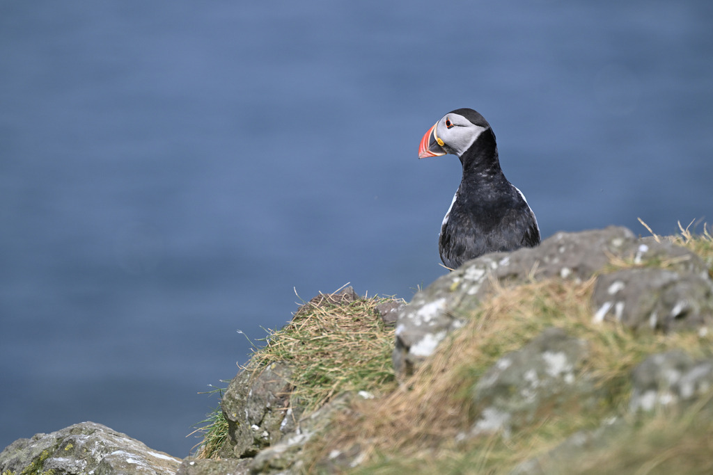 DSC_6674 | Ich fotografiere aus Leidenschaft auf meinen Reisen und im Rhein- / Ruhrgebiet , Landschaften, Tiere und Porträts. 

Kaufen Sie die Bilder (u.a. Venedig, Südtirol, Galapagos, Düsseldorf, Indien, Blumen etc.) in einer geschützten Galerie bequem online. - Realisiert mit Pictrs.com