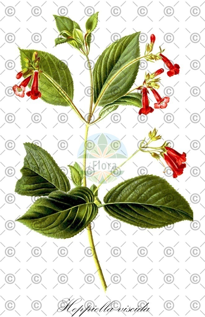 HistAbb_wfo-0000719971_1_ENZY_Simple | Historische Abbildung von Heppiella viscida - Gesneriaceae | Historical Illustration of Heppiella viscida - Gesneriaceae
