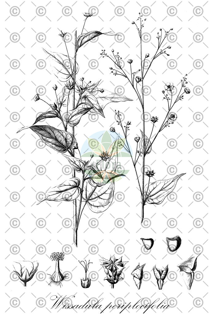 HistAbb_wfo-0001032882_1_ENZY_Simple | Historische Abbildung von Wissadula periplocifolia - Malvaceae | Historical Illustration of Wissadula periplocifolia - Malvaceae