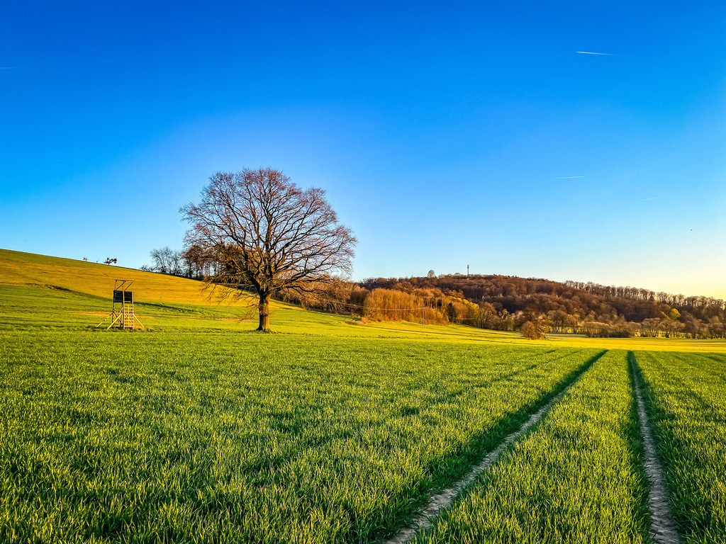 Der grüne Weg - Lißberg | Im Frühjahr verwandeln sich die kargen Felder in grüne Binnenmeere. Mitunter scheint es, als sei die frische Vegetation über Nacht aus dem Boden geschossen. Nur ein Blick auf die spät austreibenden Baumarten verrät, dass Väterchen Frost nur zögerlich das Zepter der Jahreszeiten weiterreicht. - Realisiert mit Pictrs.com