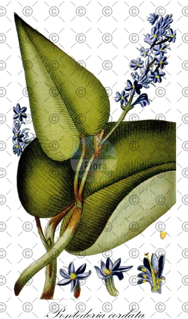 HistAbb_wfo-0000393922_1_ENZY_Simple | Historische Abbildung von Pontederia cordata - Pontederiaceae (Herzblättriges Hechtkraut;Pontederie;Herzblättriges Hechtkraut) | Historical Illustration of Pontederia cordata - Pontederiaceae (langue du boeuf)