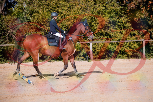 2026_10_03_Siefer-Hof_143735_Z81_06562733 | Professionelle Reitsport-, Turnier- und Eventfotografie von Robert Broda. Galerien mit ausgewählten und bearbeiteten Bildern direkt online ansehen und bestellen.
