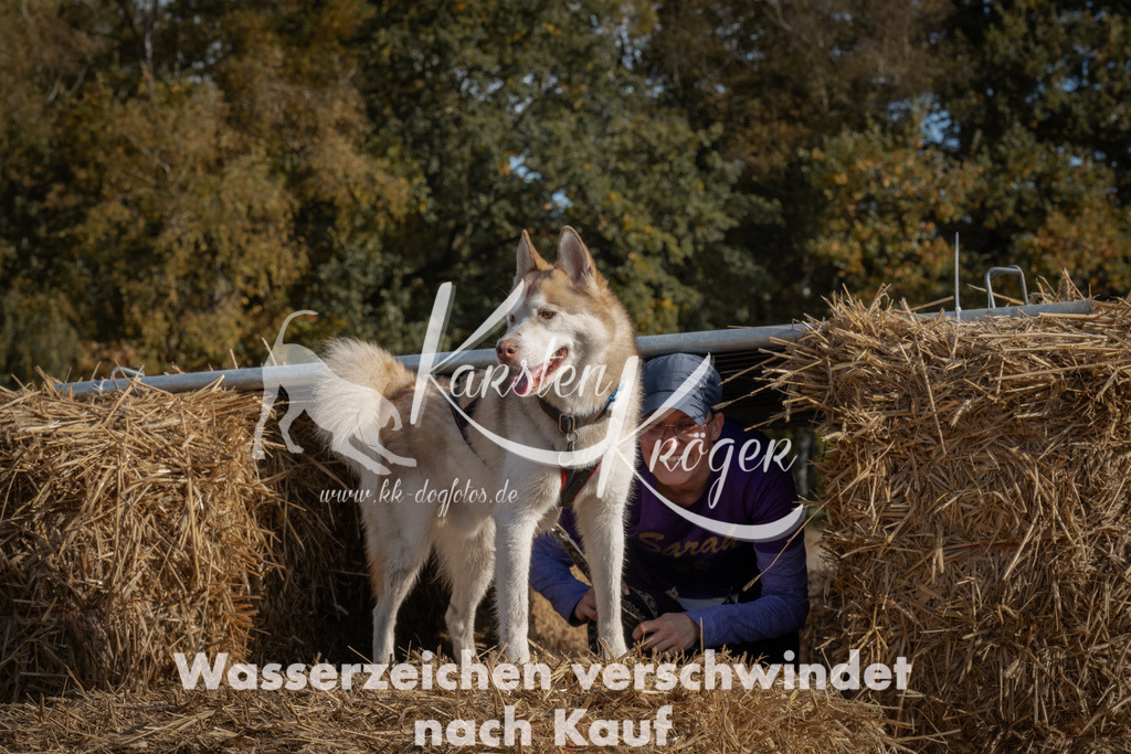 1047_ZZ99251 | kk-dogfotos