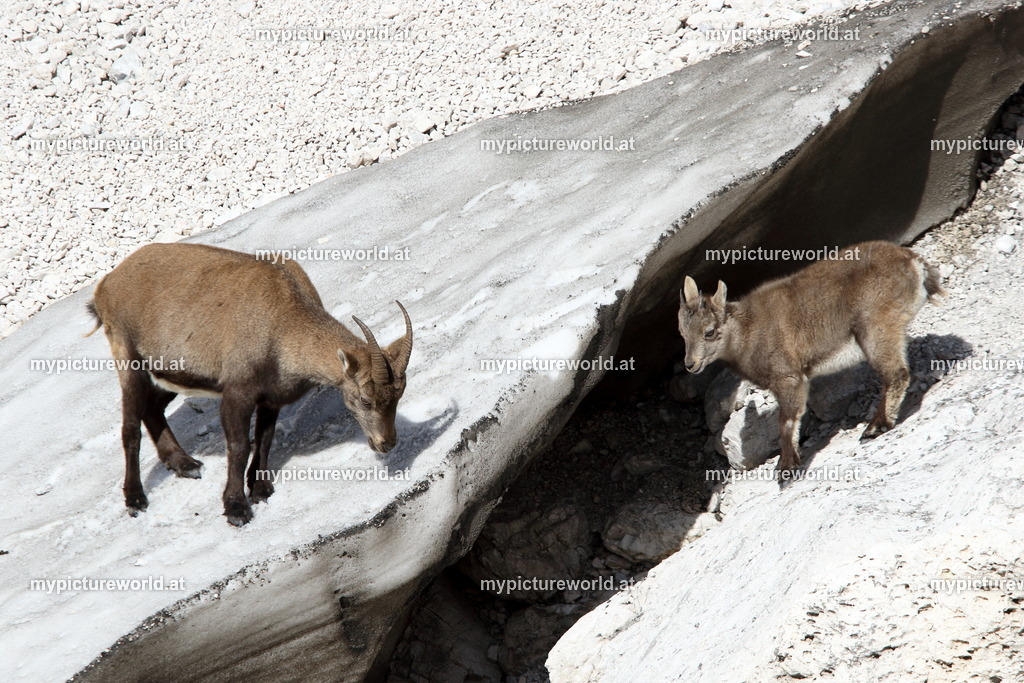 Alpensteinbock-109 | Das Bilderarchiv über Tiere, Planzen und Landschaften. In der Bilddatenbank finden Sie ein große Auswahl an hochwertigen Bilder für Ihre Werbung - Realisiert mit Pictrs.com