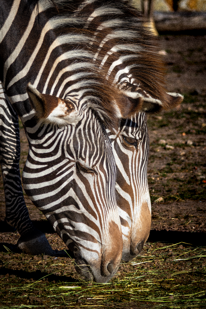 Die Zebra | Ich bin ein Fotograf aus Berlin und fotografiere aus Spaß an der Freude :) Meinen Motiven setze ich keine thematischen Grenzen. Somit bin ich beispielsweise in der Tierfotografie, Landschaftsfotografie, Sportfotografie sowie Streetphotography anzutreffen.