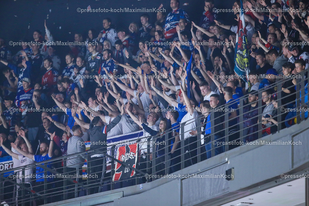 KoeDEL08032401054 | 08.03.2024, Köln, Eishockey, Penny DEL, 52. Spieltag, Lanxess-Arena, Kölner Haie - Adler Mannheim: Jubelnde Mannheimer Fans auf der vollen Gästetribüne