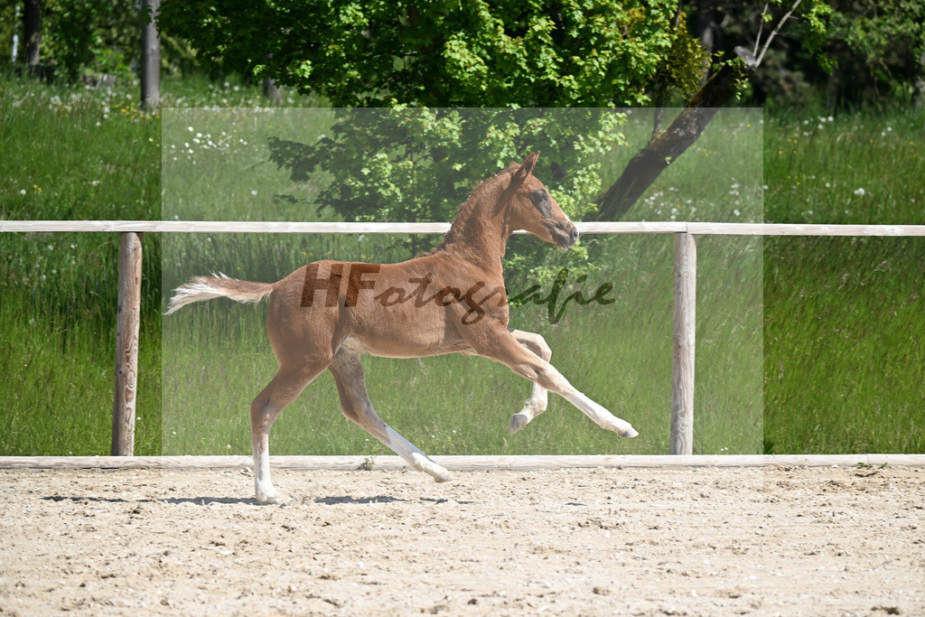 Don Schufro x Don Massimo_HF_Aumer_10250176 | hf-fotografie - Realizzato con Pictrs.com