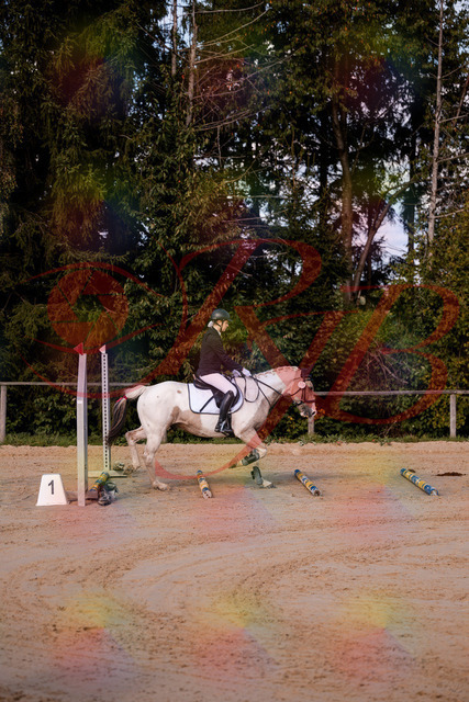 2026_10_03_Siefer-Hof_144155_Z81_14323509 | Professionelle Reitsport-, Turnier- und Eventfotografie von Robert Broda. Galerien mit ausgewählten und bearbeiteten Bildern direkt online ansehen und bestellen.