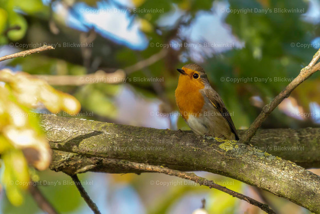 201778 | Tierfotografie, Tierkalender, Tierbilder, Insekten, Spinnen, Vögel, Schmetterling, Libellen, Leinwand, Colorkey, Qualität, Geschenkartikel, Geschenk - Realisiert mit Pictrs.com