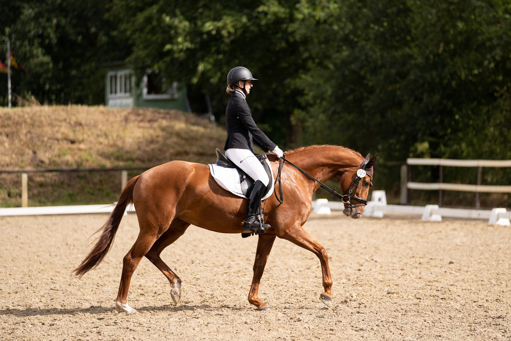 Dressurpferde A-83 | Kristin Schumacher Photography