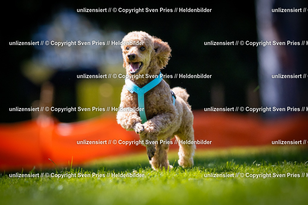 Sven Pries | 2025-08-10 - Hunderennen Durlach - Realisiert mit Pictrs.com