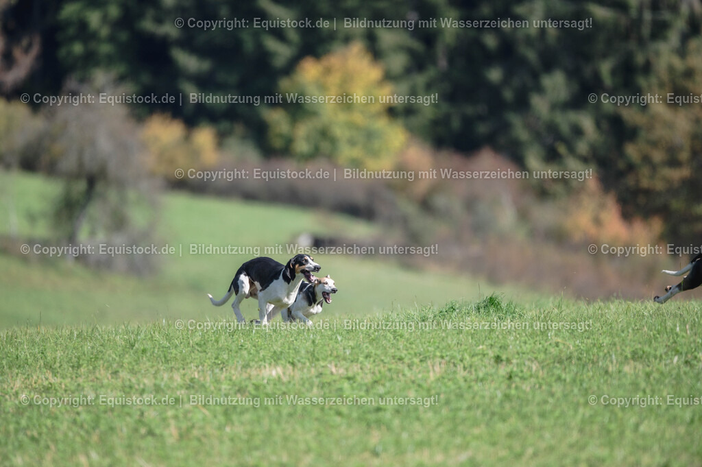 20251011_Jagd-Marbach_0374 | Foto: Thomas Hartig