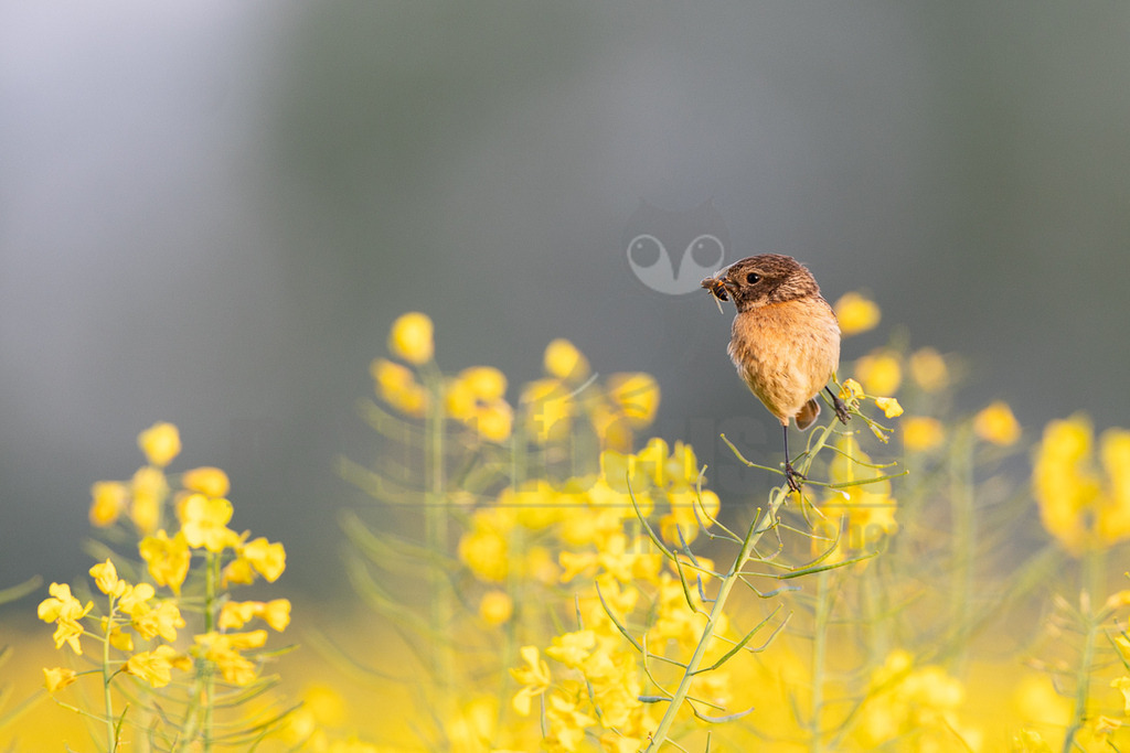 R6M36083_20260507 | Ein weibliches Schwarzkehlchen (Saxicola rubicola) sitzt auf einem Stängel einer Rapsblüte und hält ein gefangenes Insekt im Schnabel, wahrscheinlich um es zu seinen Jungen zu bringen. Der Hintergrund ist unscharf und zeigt weitere gelbe Rapsblüten und einen hellgrauen Himmel. - Realisiert mit Pictrs.com