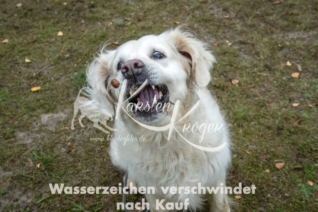 1158_ZZ90231-2-Bearbeitet | kk-dogfotos