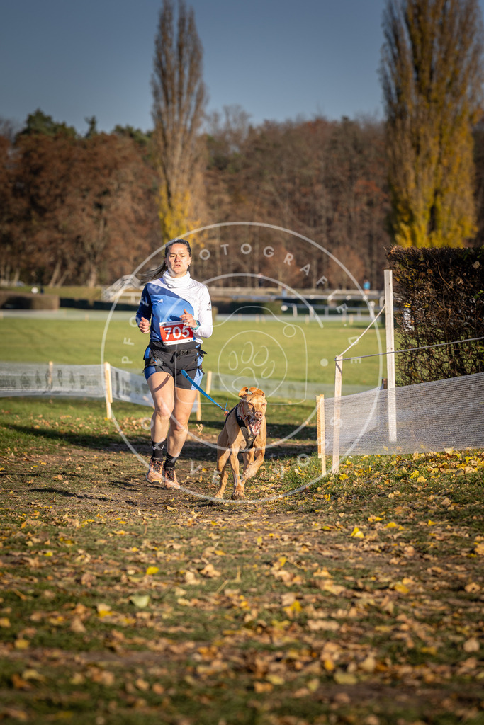 CaniXpix_DV3A1538 | Hundefotografie, Tierfotograf, Pfotenfotografie, Fotoshooting Hund, Hunde Portrait, Hundesport, Hundeportraits, Heideshooting, Hunde, Sportfotograf, Hundefotograf, Turnierhundsport, THS,  - Realisiert mit Pictrs.com