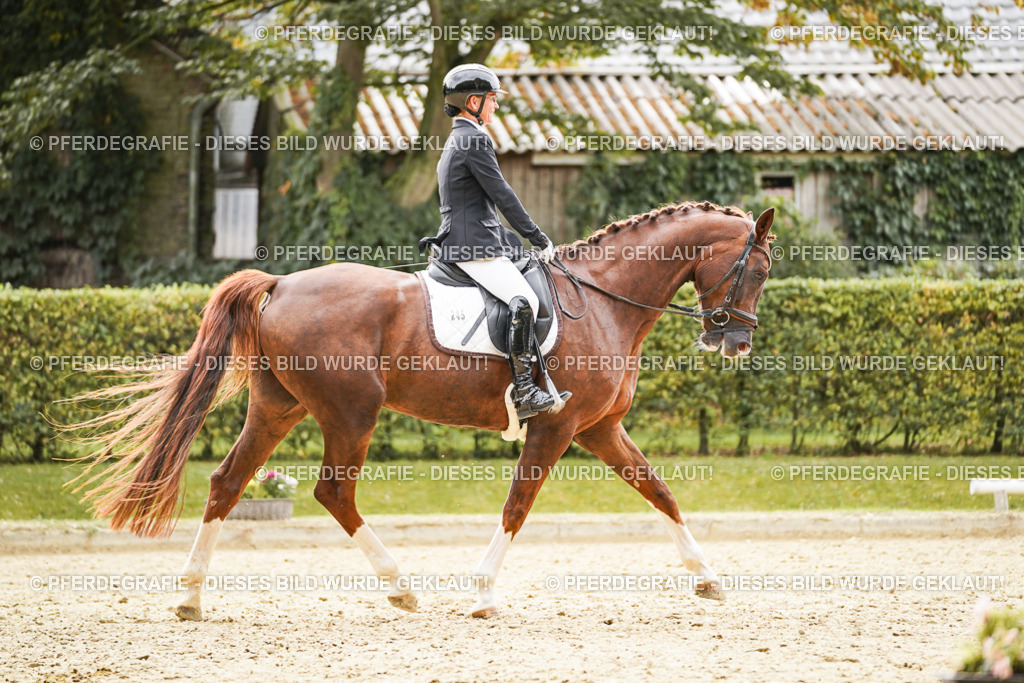 DSC01672 | Pferdegrafie