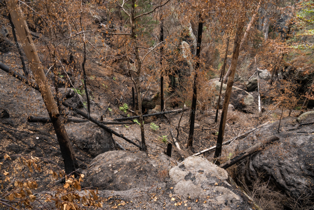 Obere_Affensteinpromenade_Siegfried_Bergfried_Baumstamm_Felsen | 2022-09-02_Waldbrandgebiete_2 - Realisiert mit Pictrs.com