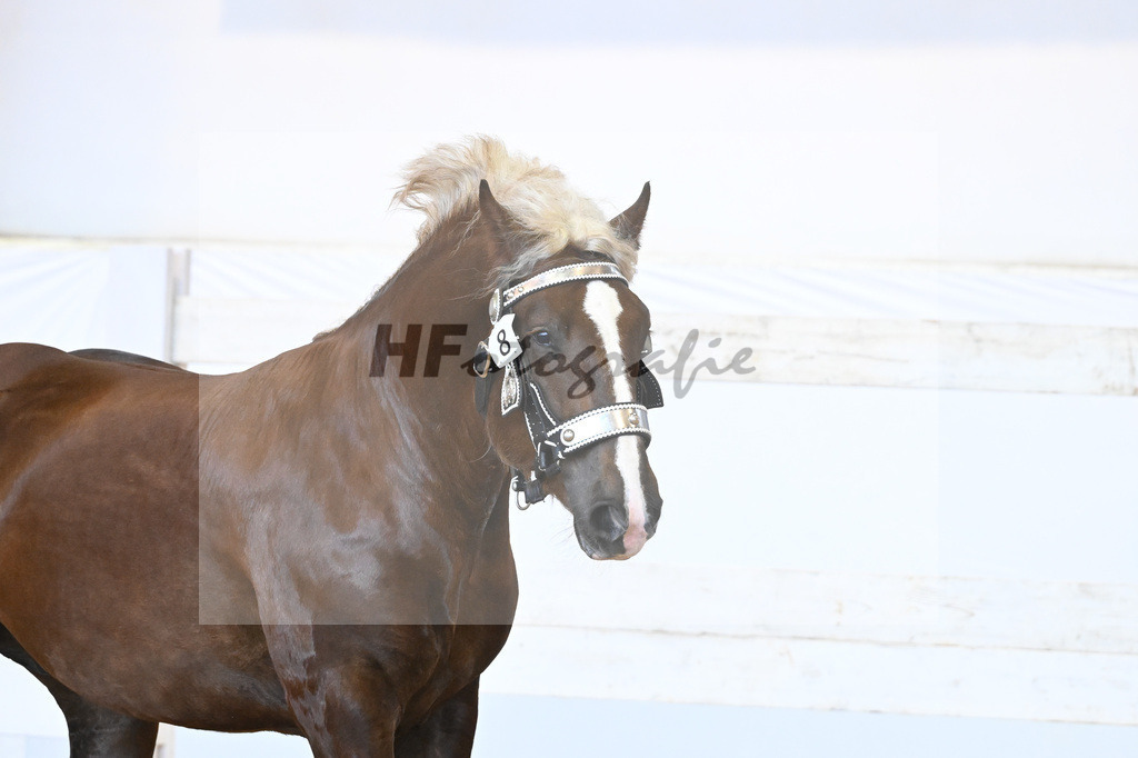 Kat-Nr. 8 v. Valegro_Glonecker_6240134 | hf-fotografie - Realisiert mit Pictrs.com